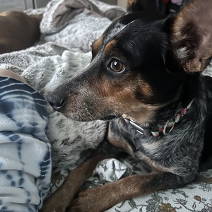 Fundraising Page: Sharlene Higley